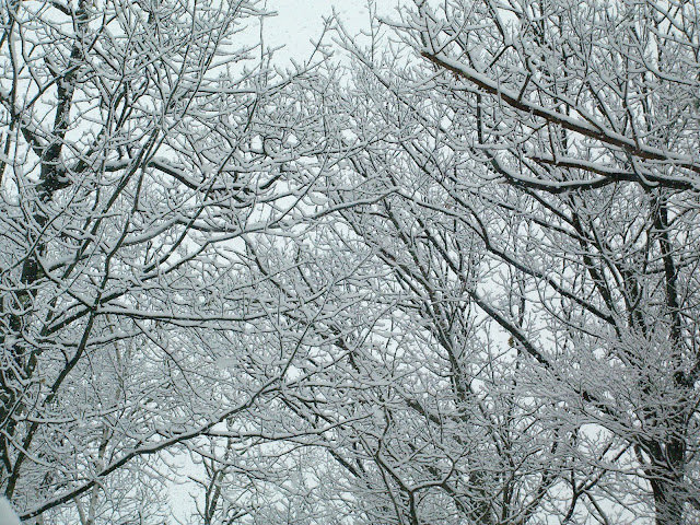 Bare tree branches lined with snow.