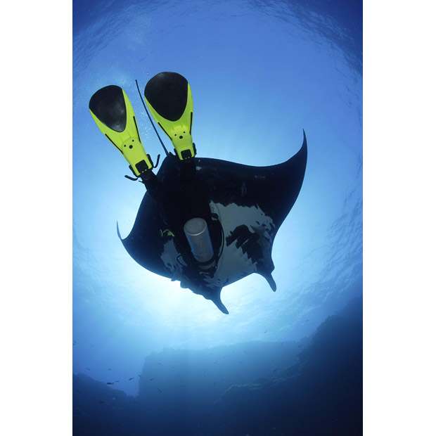 [Manta+Rays+Swim+With+Divers+_1.jpg]