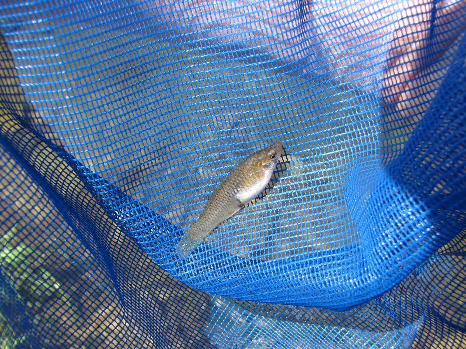 Mosquitofish