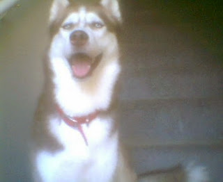 Kala, a red and white husky sittng on the stairs, laughing