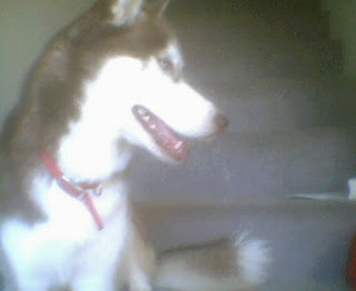 Kala, a red and white husky, in profile