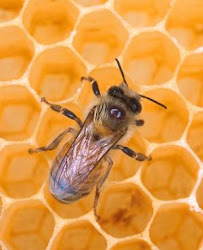 Who Is Killing the Honey Bees and Us in the Process?