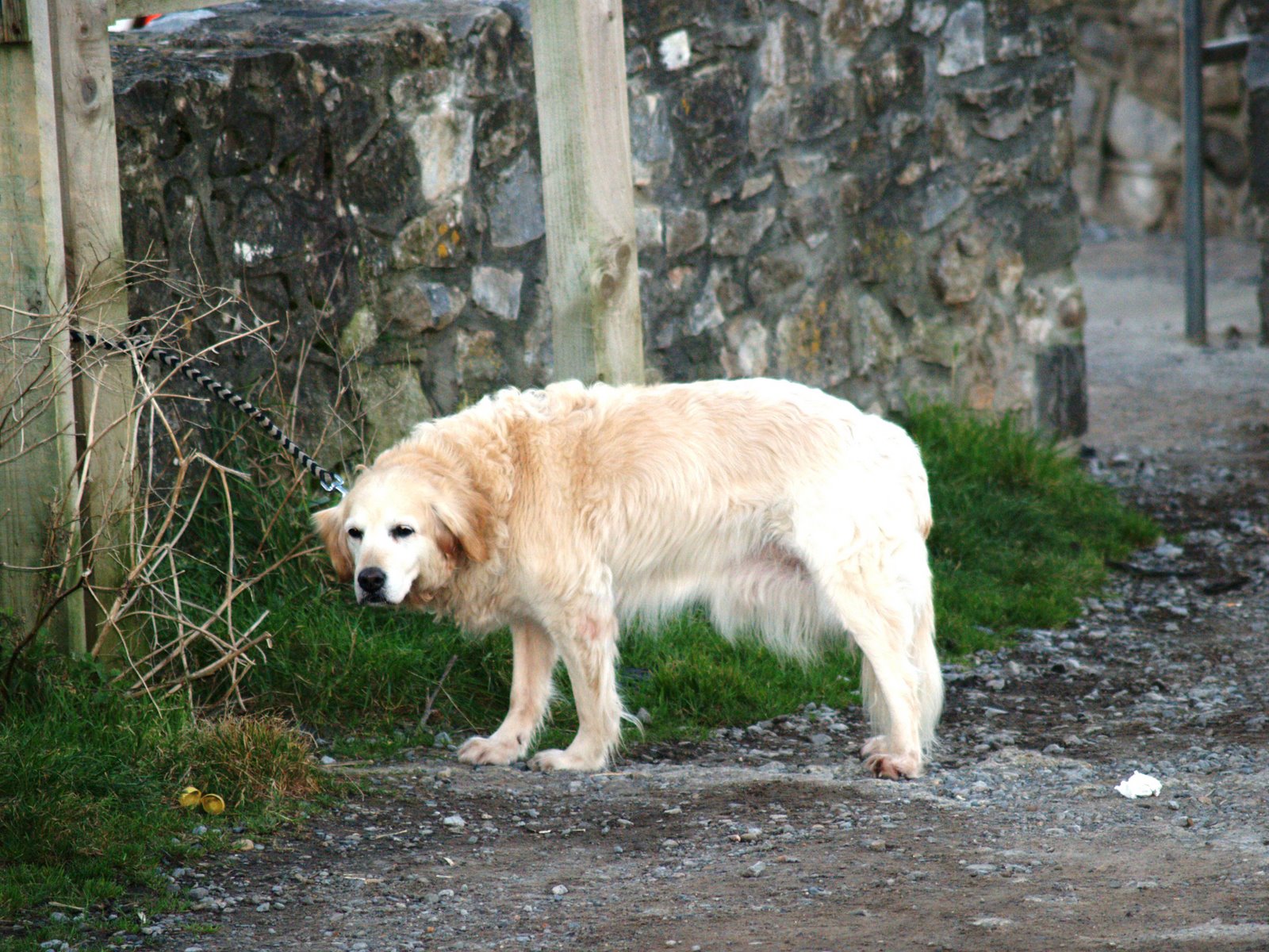 [Dog+(Canis+familiaris)+Golden+labrador+Gower.jpg]