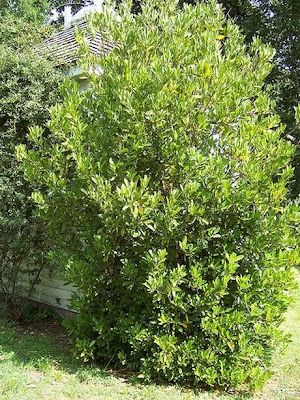 pdf info about anise tree images pdf info about anise tree images
