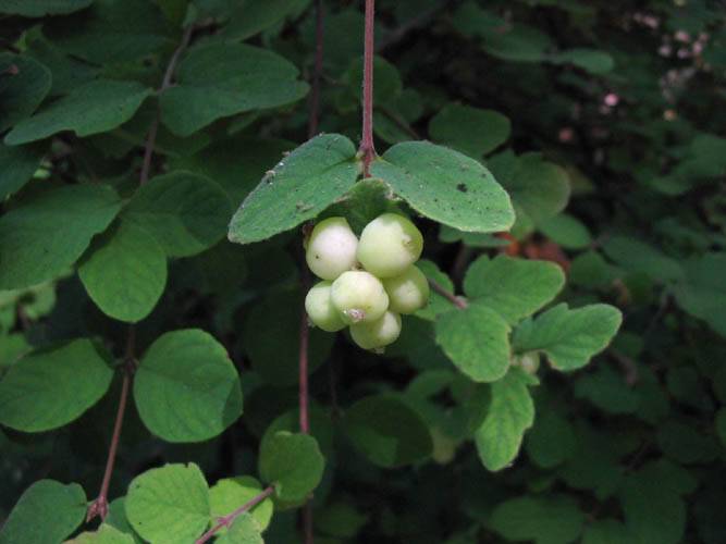 Symphoricarpos albus (Common Snowberry, Upright snowberry, White snowberry)