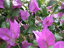 Bougainvilla