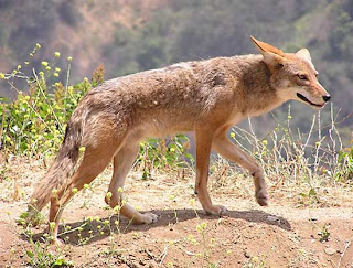 coyote Canis latrans