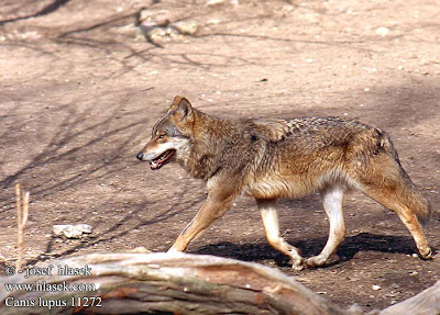 lobo Canis lupus wolf Canidae