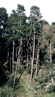 Pino insigne Pinus radiata
