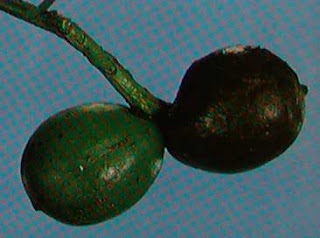 Pino negro (Prumnopitys taxifolia)