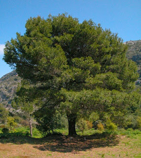 pino blanco Pinus halepensis