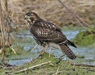 buteo de cola roja Buteo jamaicensis