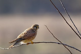 cernicalo vulgar Falco tinnunculus