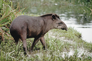 tapiridae tapir Tapirus terrestris