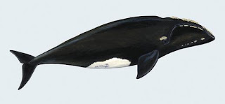 ballena franca austral Eubalaena australis
