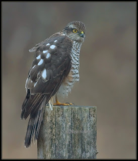 gavilan vugar Accipiter nisus