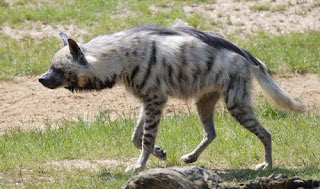 hienidae hiena rayada Hyaena hyaena