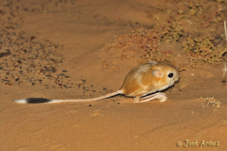 gerbo del desierto Jaculus jaculus