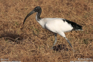 ibis sagrado Threskiornis aethiopicus