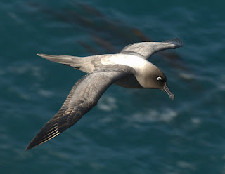 albatros oscuro chico Phoebetria palpebrata aves de Argentina