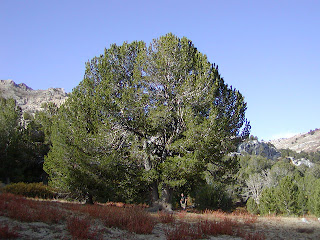 pino corteza blanca Pinus albicaulis