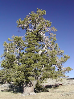 pino limber Pinus flexilis