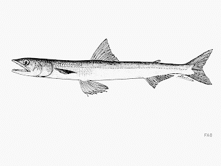 lagarto liguisa Synodus scituliceps