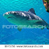 Shark  : Information & Its related topics.