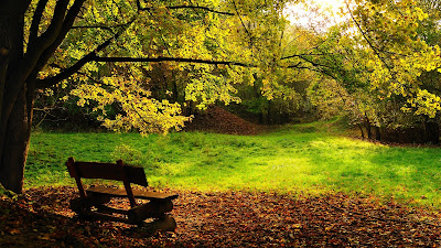 Empty Wooden Bench Yellow Leaves Fall HD Wallpaper