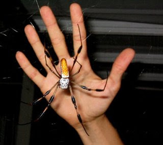 http://2.bp.blogspot.com/_nEaZ1NpQBgM/Sa4K--nOSvI/AAAAAAAAAp4/X0J1mWZKVCk/s400/heather-banana-spider-780240.jpg