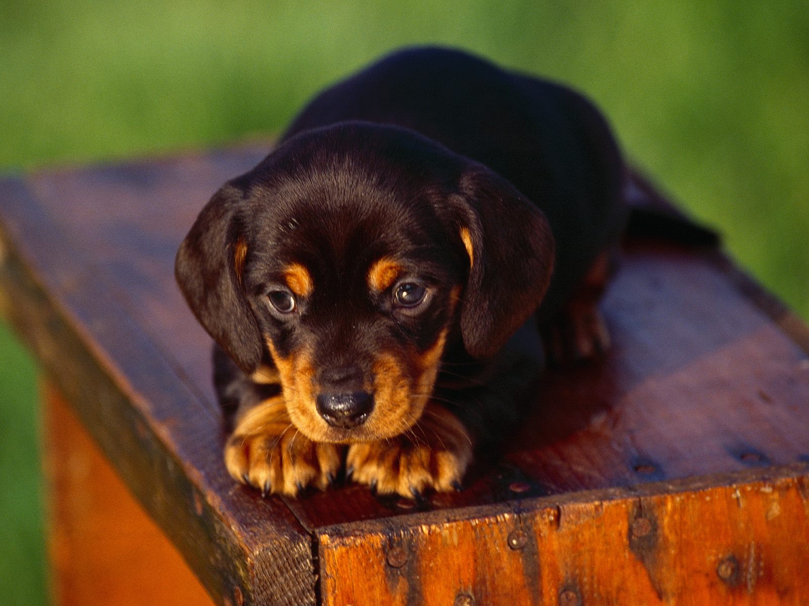 http://2.bp.blogspot.com/_nEmB3Z5F5EM/S62TLaM9VxI/AAAAAAAAISY/2zNKVQdUncQ/s1600/American_Black_and_Tan_Coonhound_puppy.jpg