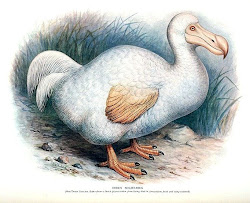 dodo extinct bird birds fly dodos extinction die humans were tree pretty follow found timetoast happened spite doing bird2 piper