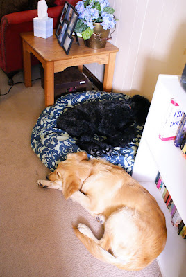 Bishop curls up on dog bed, while Victoria contents herself with laying beside it