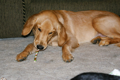 Victoria chewing on a rawhide candy cane