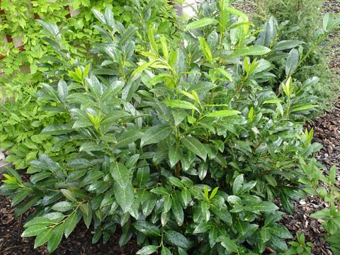 English Laurel  Sloat Garden Center