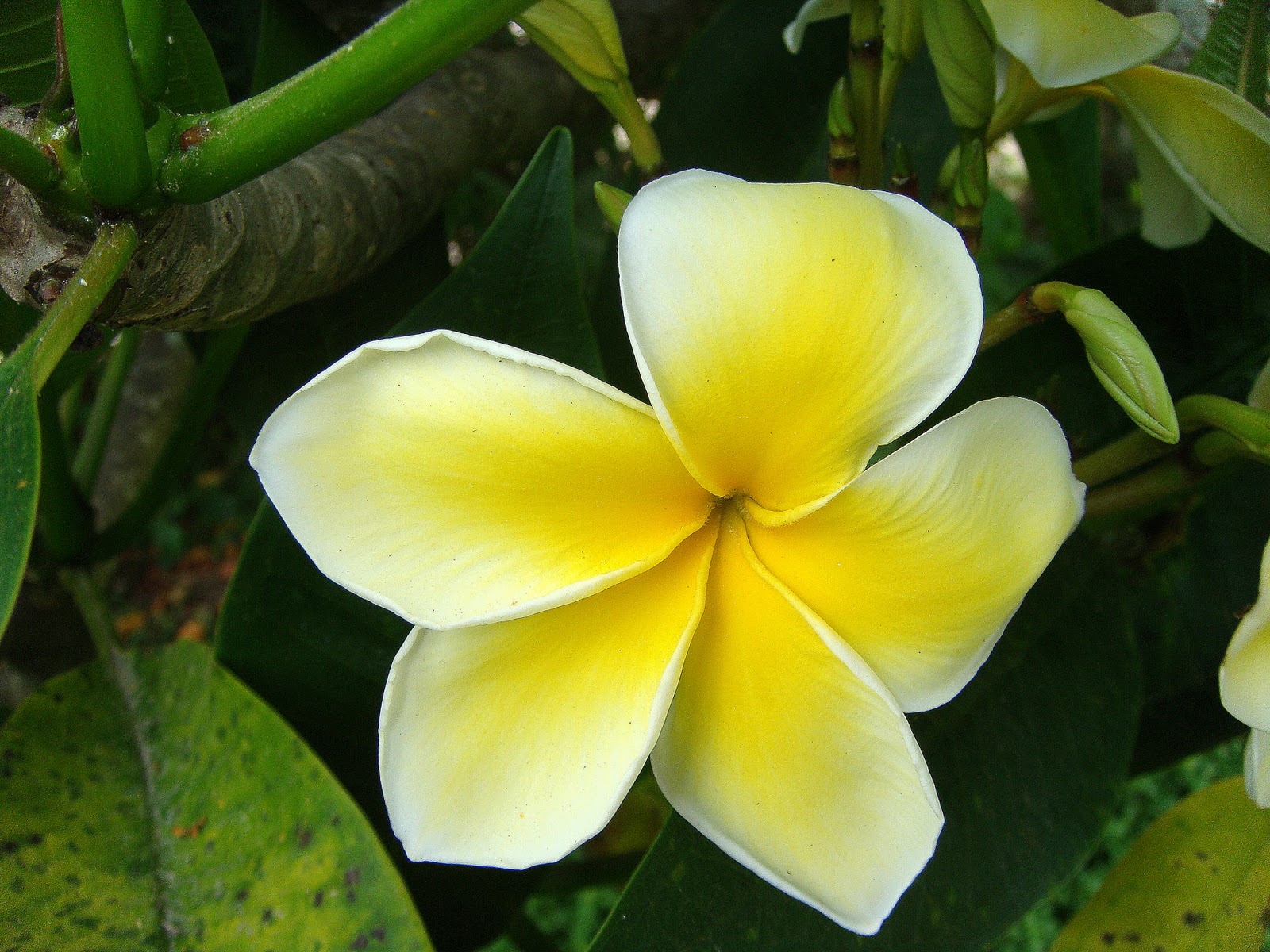 Country Living's simple delights: Flowers of Tonga