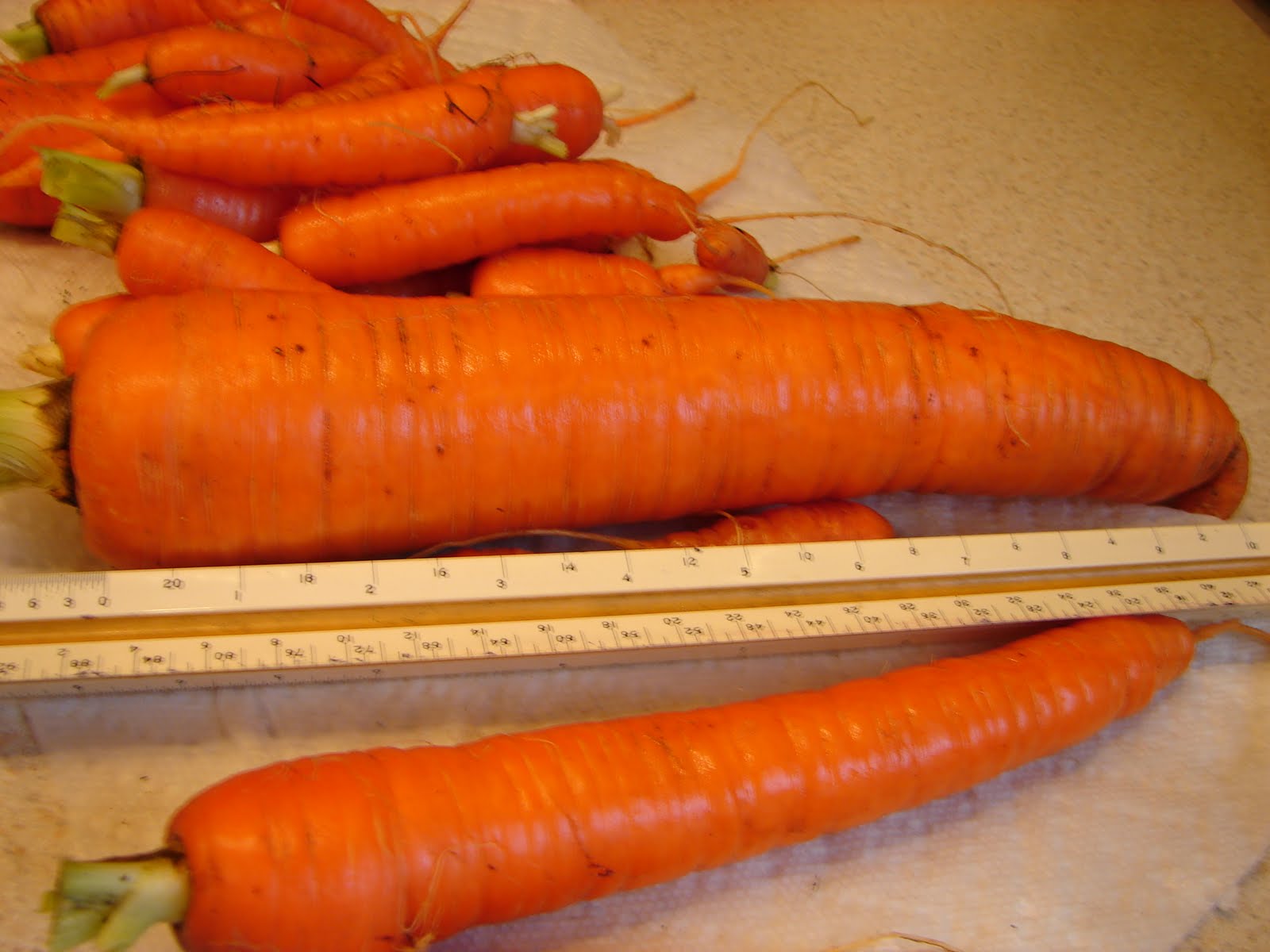 Crystal Prisms The Facets of Our Lives The Big Carrot Harvest