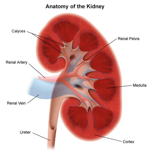 [kidney.jpg]