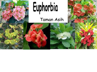 ANEKA TANAMAN HIAS: Euphorbia