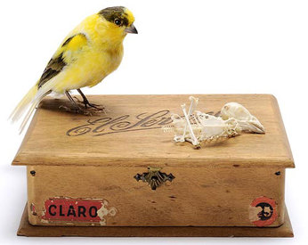 [060809_JuliaDeVilleTaxidermyWithATwist.jpg]