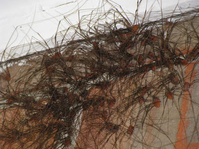 In the Garden: October 2009