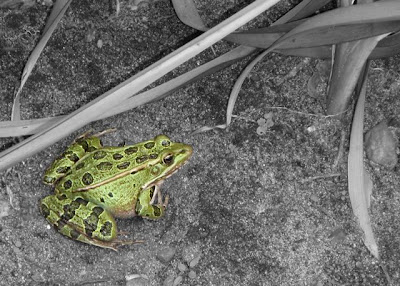 color photo of a frog on a black and white background