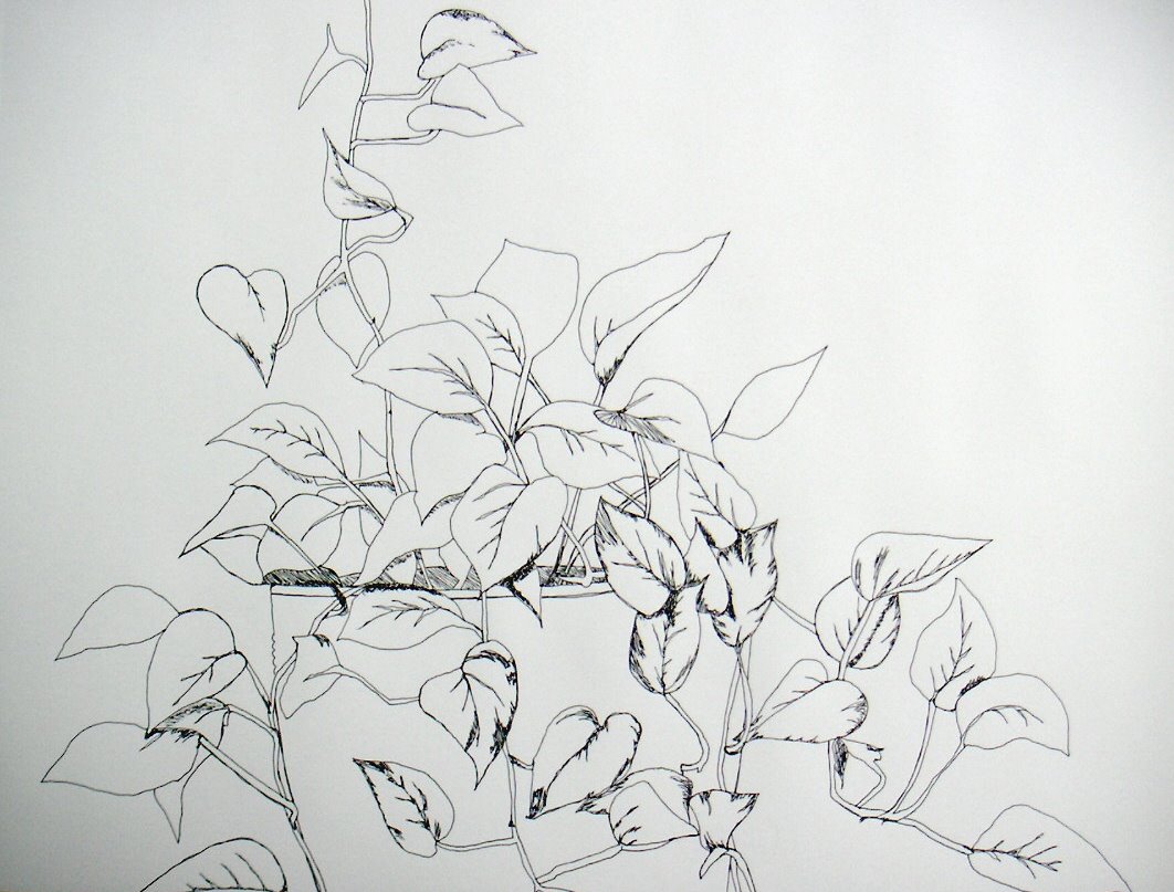 line drawing of a plant