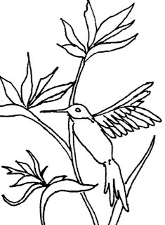 drawing of a hummingbird 