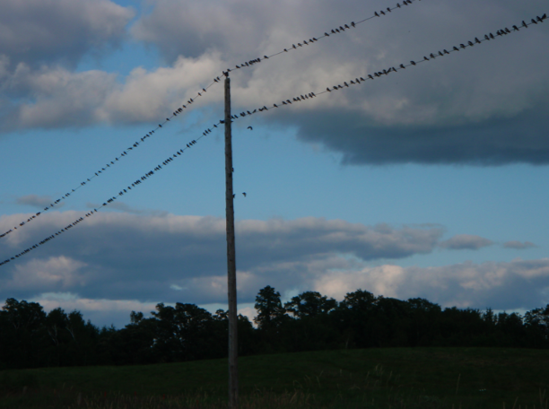 many birds on a power line