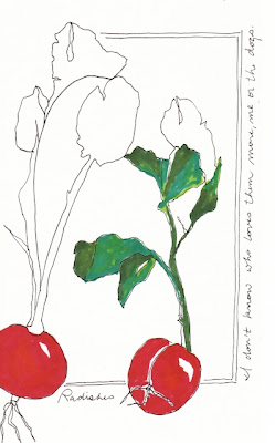 ink drawing radish