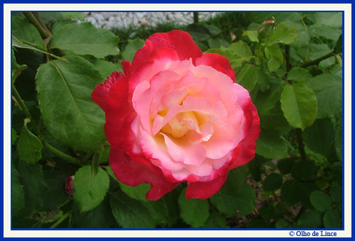 [blog500_zzz_rosa12.jpg]