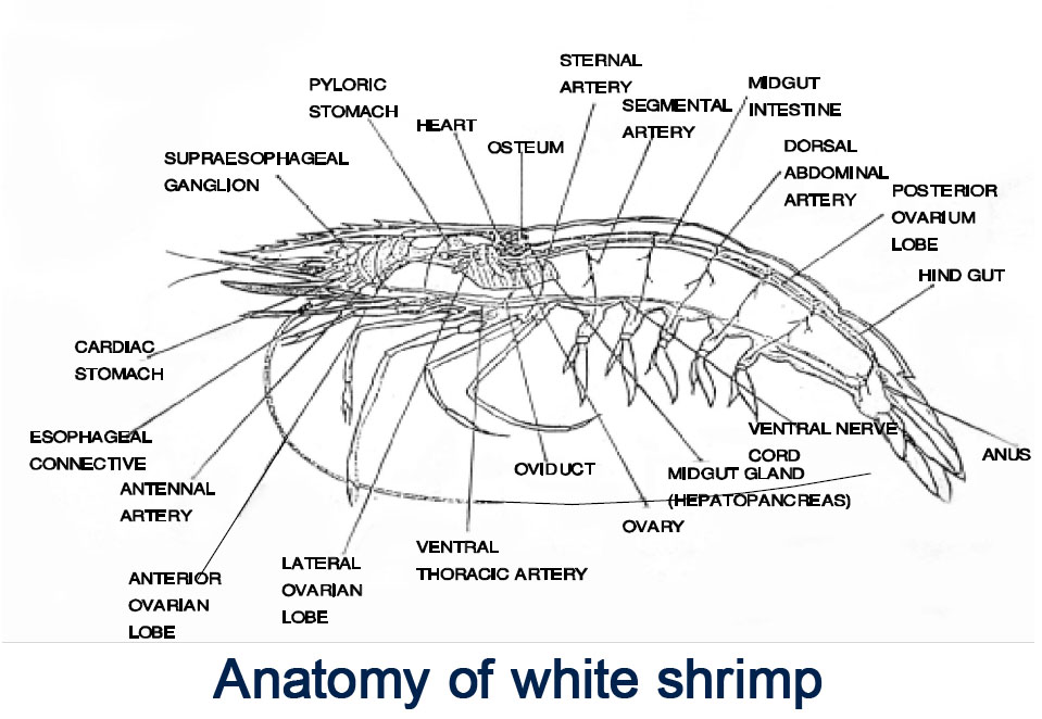 Shrimp Chart