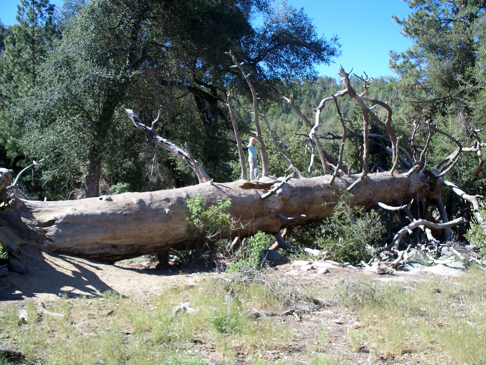 El Pollo Real If This Tree Fell In A Forest...