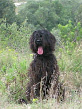 :: ZARA :: Cão de Água Português